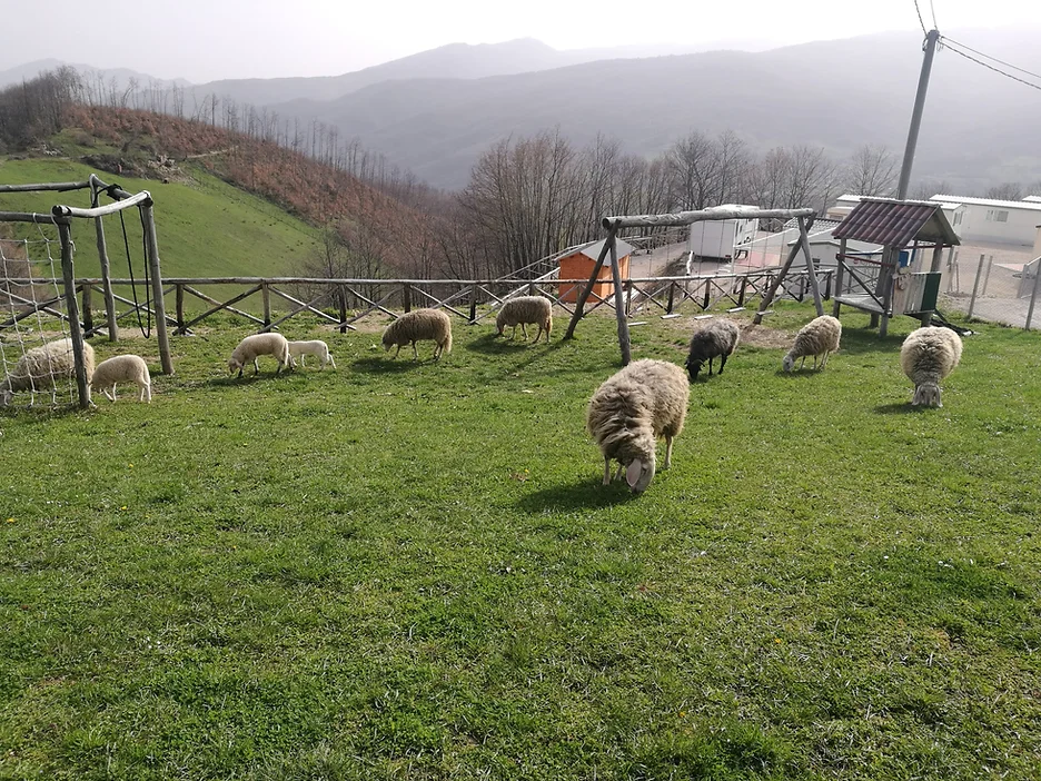 Alta Montagna Bio Società Agricola Semplice di D’Apostolo Katia & C