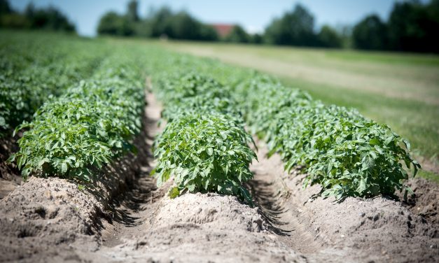 Azienda Agricola Bio Casale Nibbi